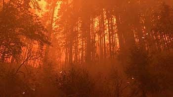 Flames and smoke in the forest during a wildfire