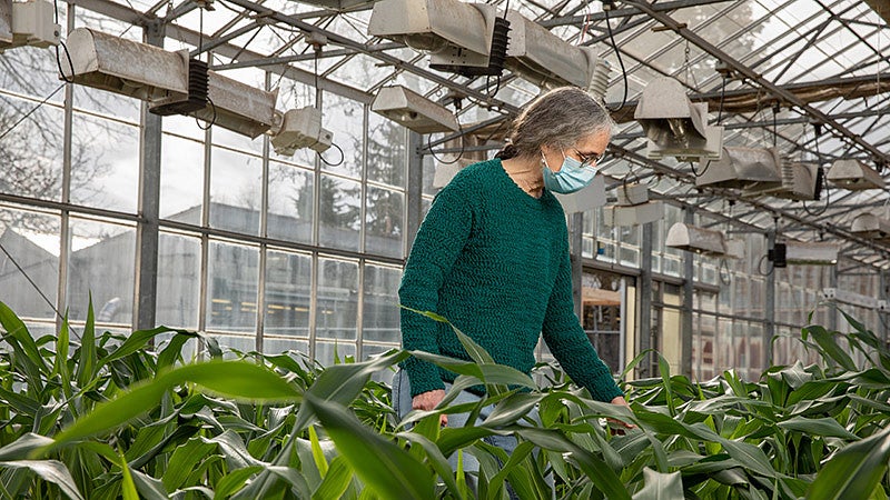 Alice Barkan standing among young corn stalks