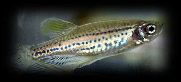 Zebrafish swimming in a tank