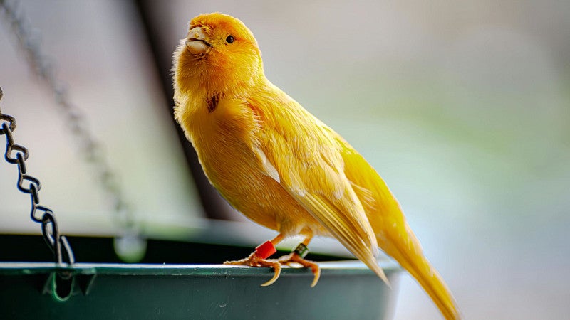 Canary perched on a bird feeder