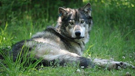Wolves are no friends to ranchers but they help the ecosystem by keeping elk populations in check. Photo courtesy of Oregon Department of Fish and Wildlife