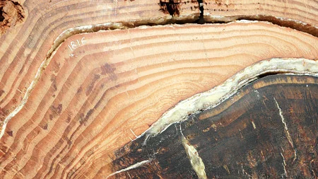 A close-up of wood cross-section with two burned areas marked in the years 1805 and 1816