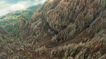 Aerial view of Leavens Creek and the forest burned by the Eagle Creek fire