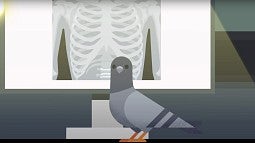 Screenshot from video showing illustration of a pigeon in front of an x-ray image of a person