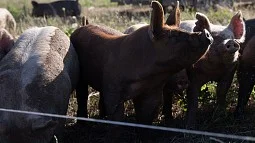 Hogs inside of an electric fence