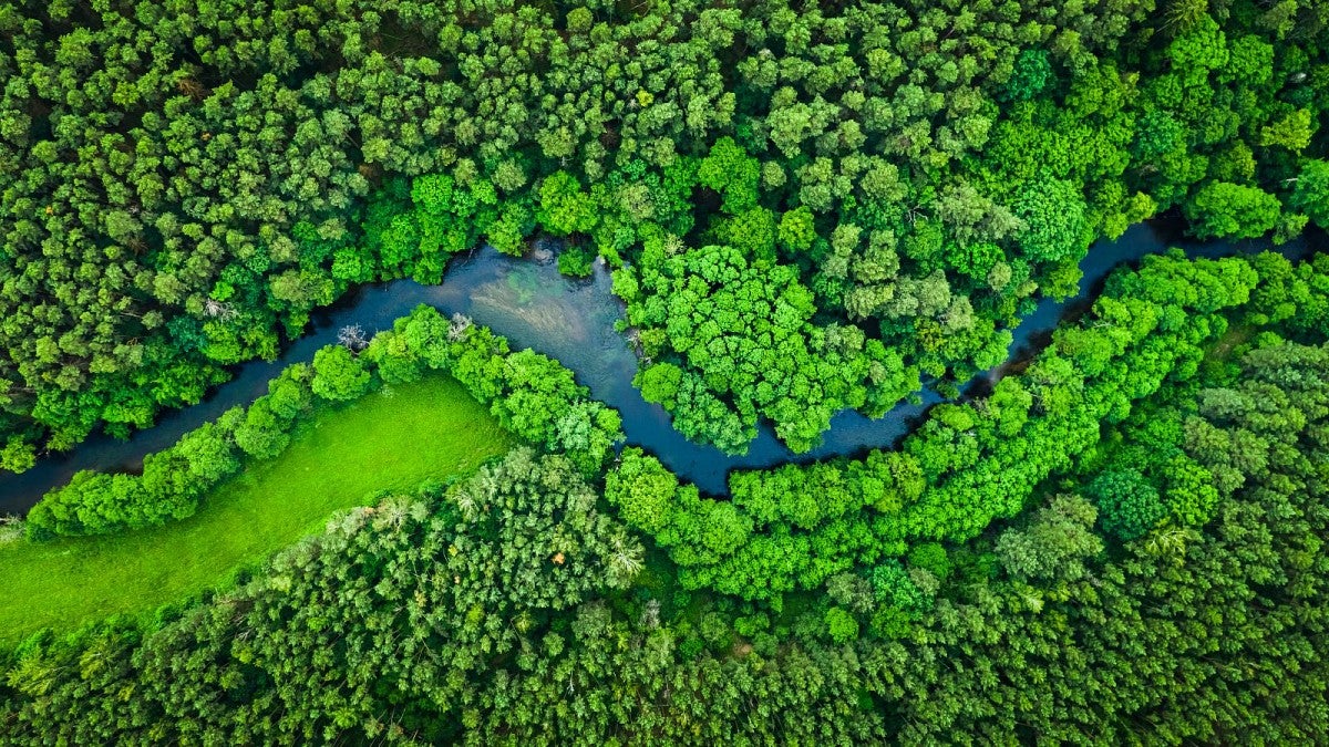 aerial view of treetops 