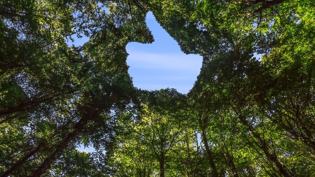 Leafy tree canopy with blue sky visible through a cutout shaped like a hand giving a thumbs-up sign.