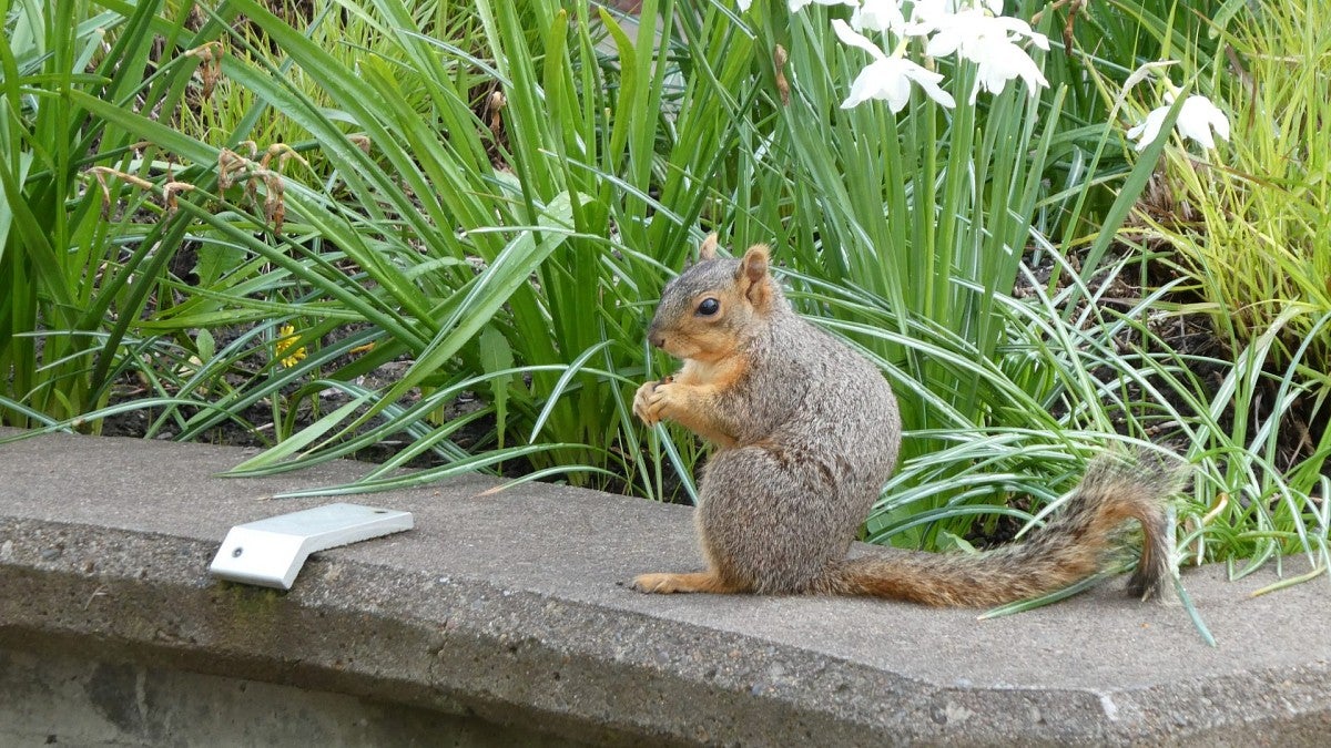 squirrel