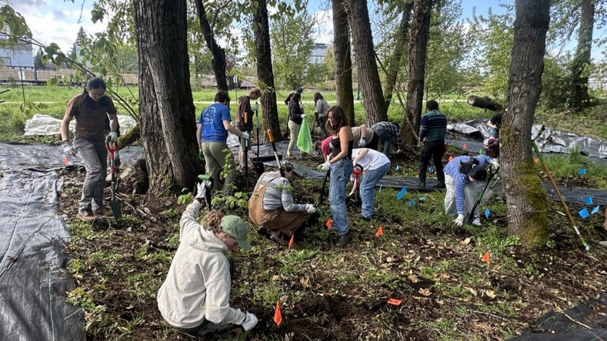 people planting trees