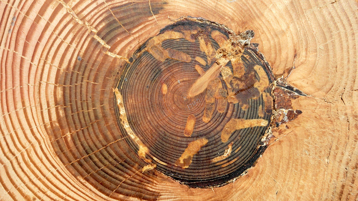 A close-up of a Douglas fir cross-section with a burned area marked in the year 1749