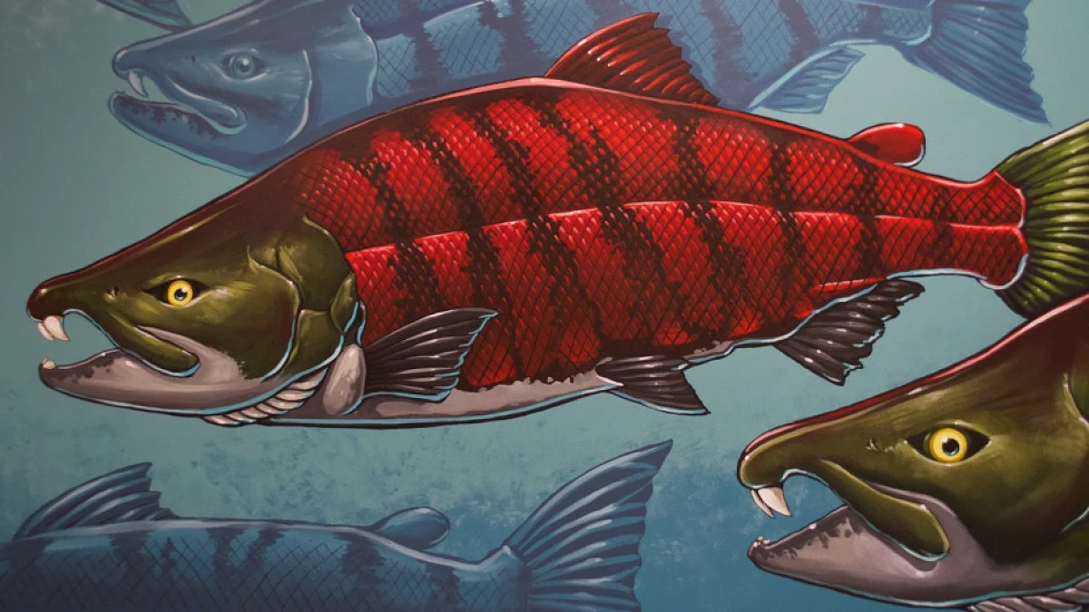 New discoveries could change our ideas about the ancient saber-toothed salmon