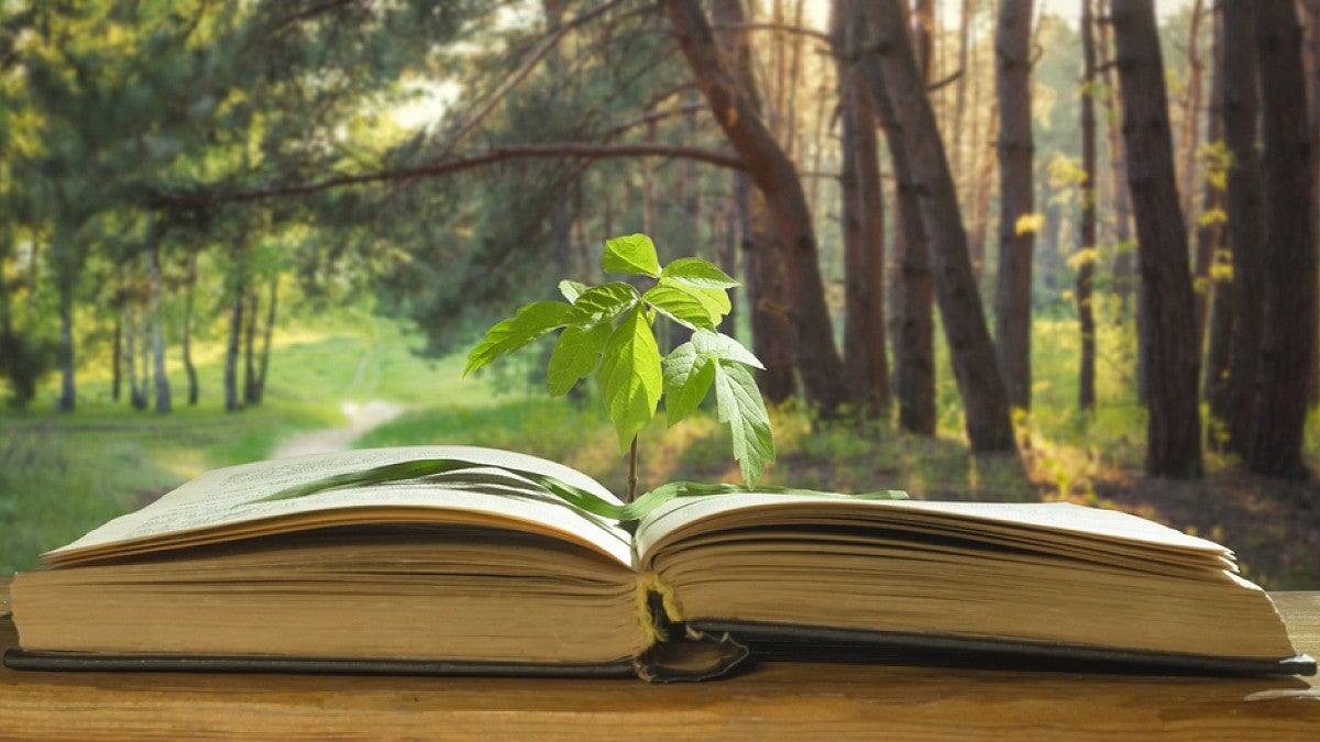 Seedling growing in an open book