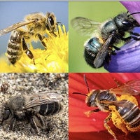 four bees