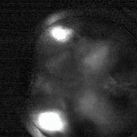 Neuron activity shown as it goes across the mouse brain followed by view of specific neurons firing