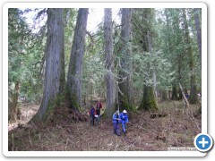 The northern interior rainforest, BC