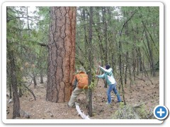 Coring a big PIPO, near Sisters OR