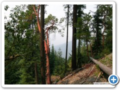 SW Oregon forests, near Squaw Lake