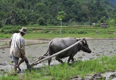 An oxen-pulled plow in Asia