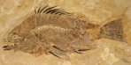 Priscacara