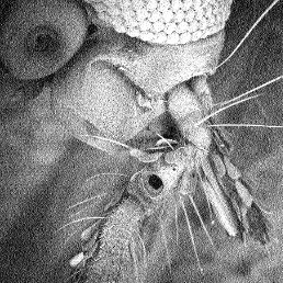 mosquito