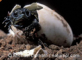 Baby Turtle