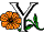 Y