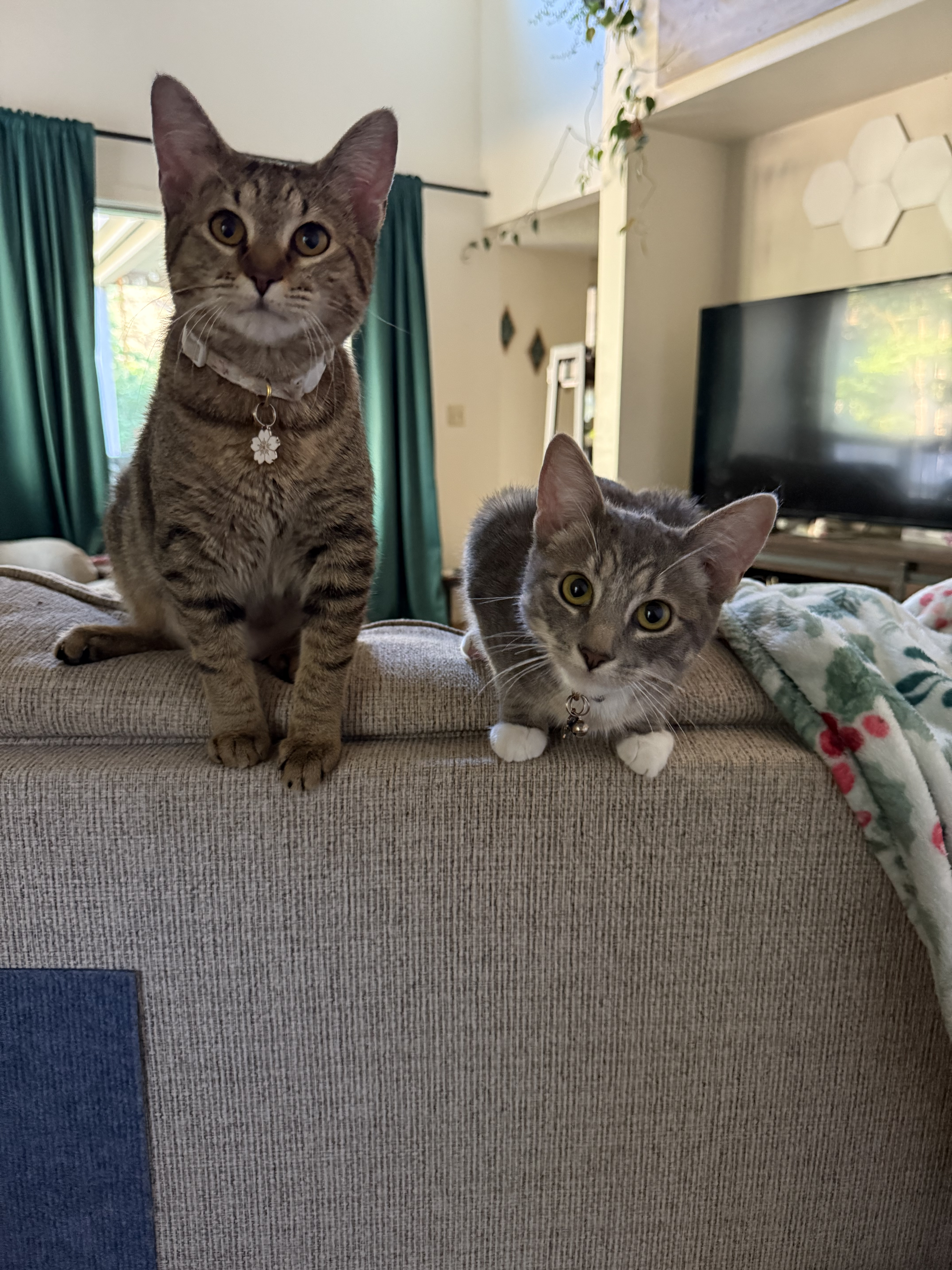 Catherine's cats