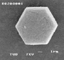 crystal morphology