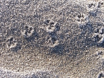 mouseprints