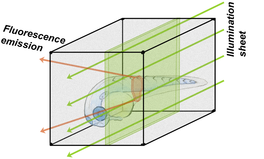 zebrafish