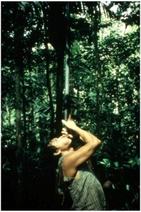 Blowgun (uum) hunting amongst the Shiwiar.