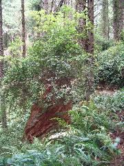 IMG_2641.JPG