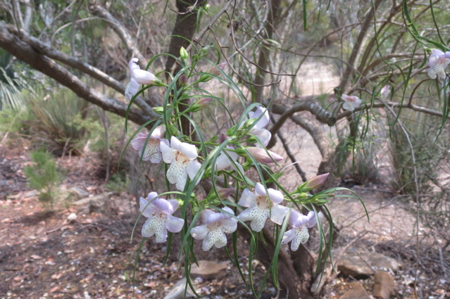 2015-11-18 11.42.08