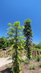 2015-11-24 11.57.50