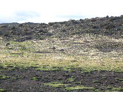 IMG_2232.JPG