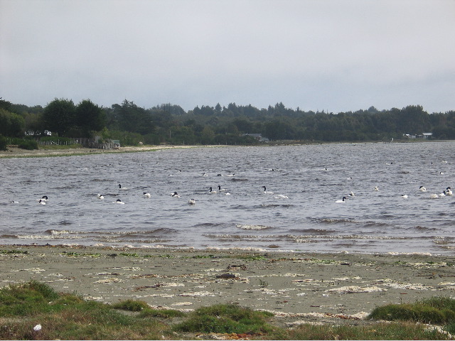 Day 4, Chiloe Island13, Black Neck Swans