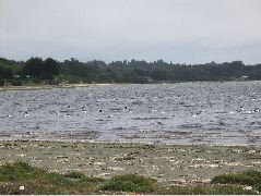 Day 4, Chiloe Island13, Black Neck Swans