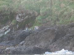 Day 4, Chiloe Island24, Zodiac Ride, Penguins4