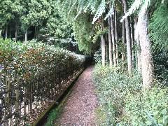 osmanthus-cedar path Uji.JPG