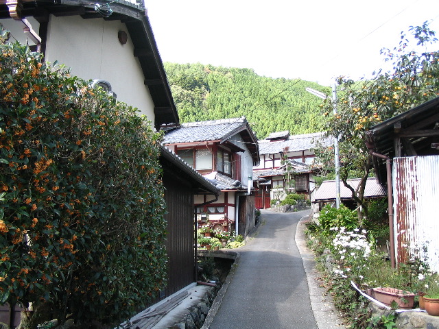 osmanthus path Shizuhara.JPG