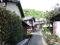 osmanthus path Shizuhara.JPG