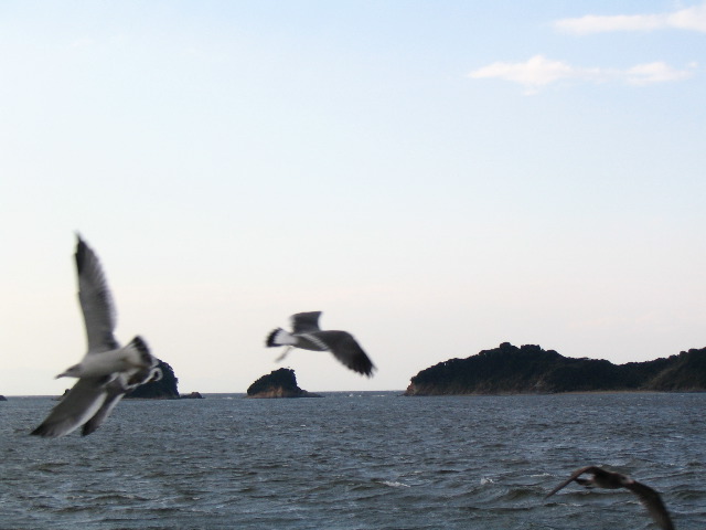 seagulls Toba.JPG