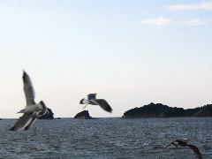 seagulls Toba.JPG