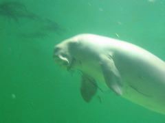 dugong1.JPG