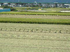 rice shocks from train.JPG