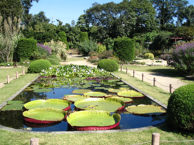 huge lily pads.JPG