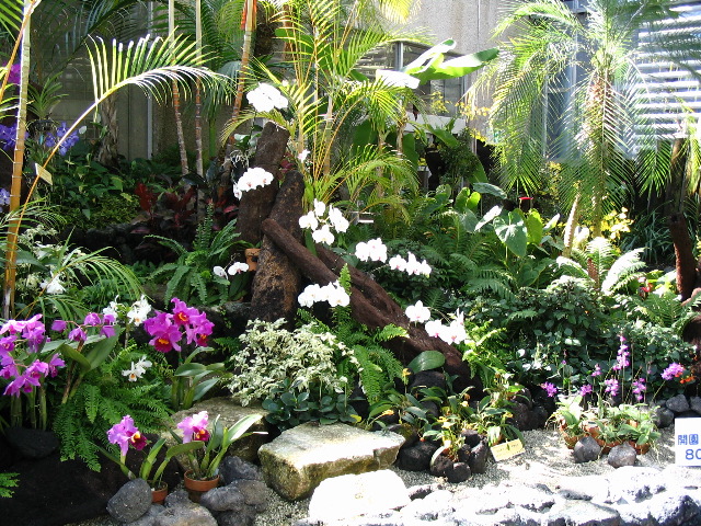orchids at botanic garden.JPG