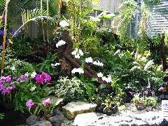 orchids at botanic garden.JPG