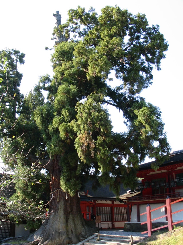 Nara shrine ancient cedar.JPG