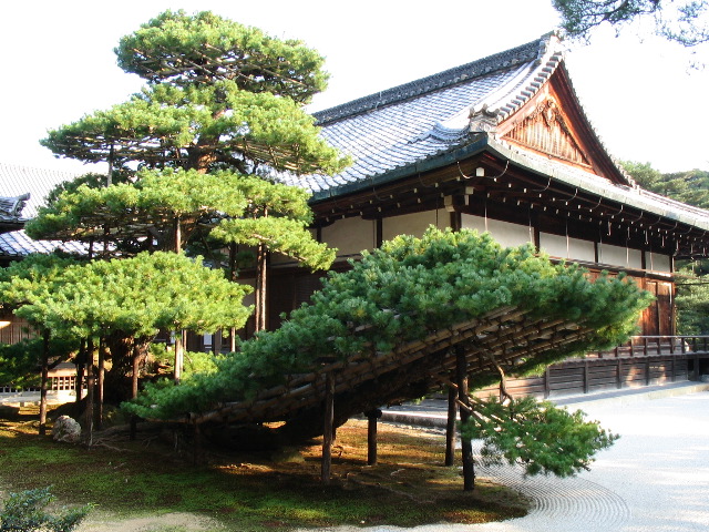 propped pine.JPG